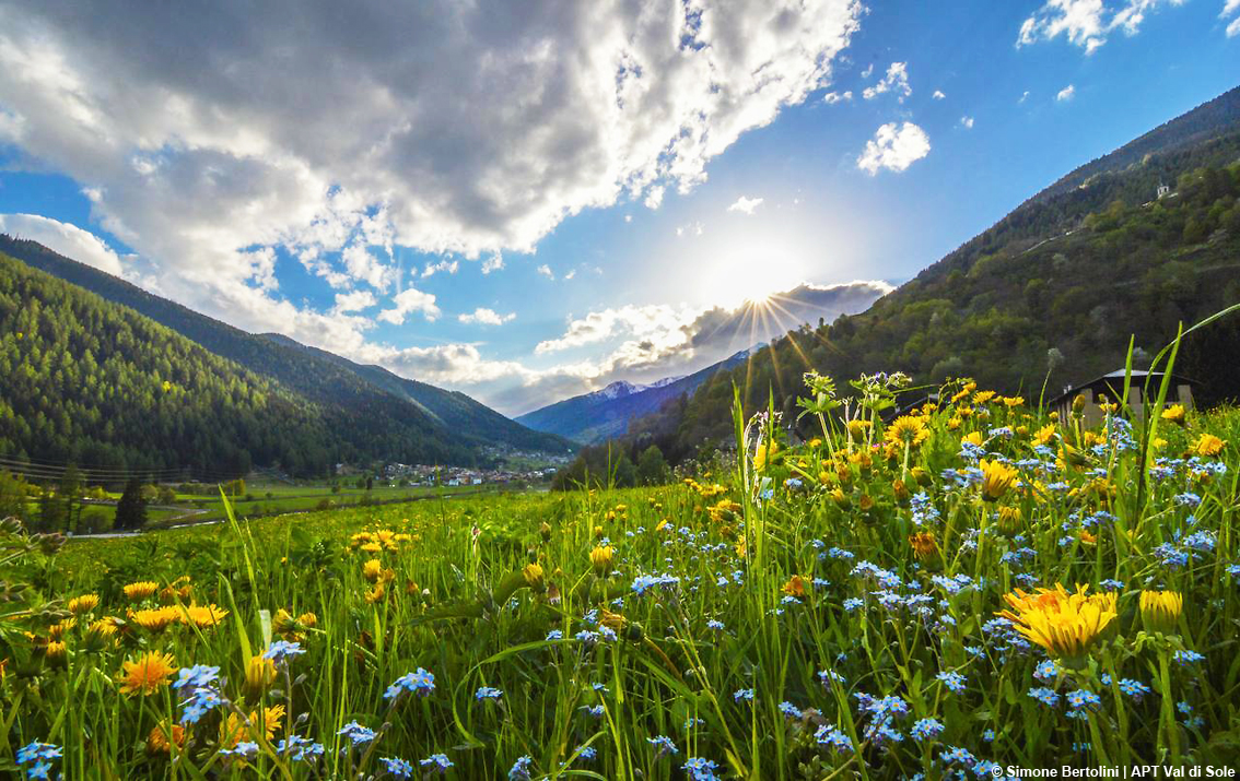 images/stories/varie_2023/ValDiSole_ZicoriaFestiValDiSole_02.jpg