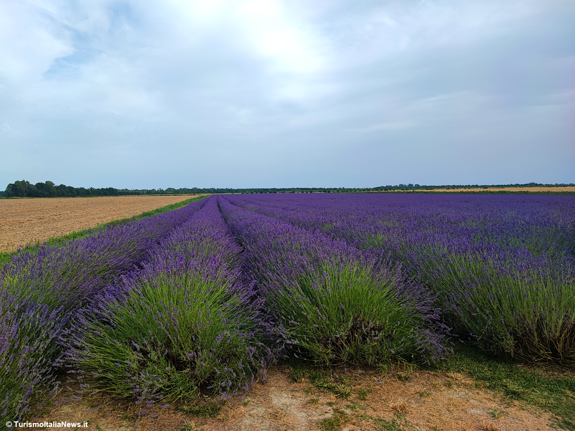 Piemonte, profumatissime fioriture di lavanda: 11 luoghi per scoprire lo spettacolo viola nell’Alessandrino e nel Monferrato