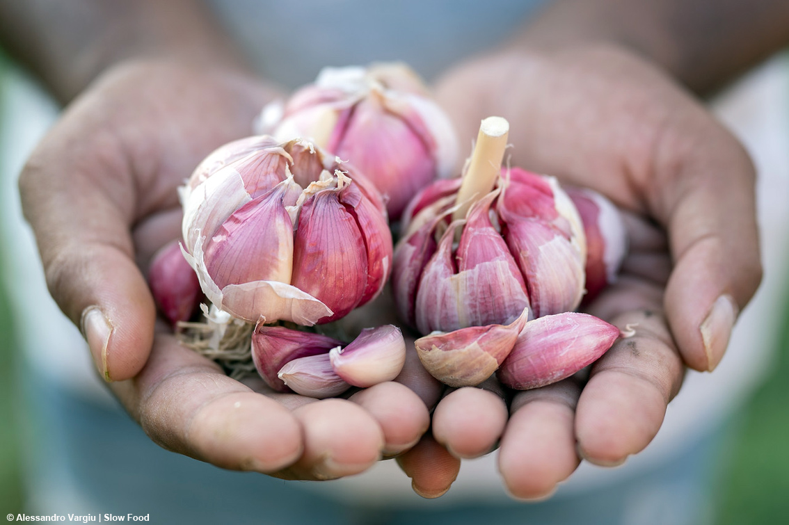 images/stories/varie_2026/AglioRossoDiProceno_PresidioSlowFood.jpg