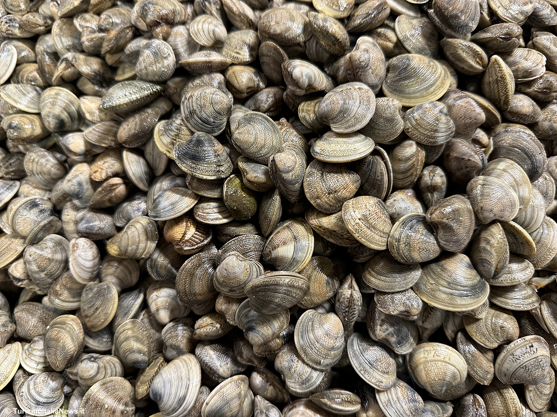 images/stories/varie_2026/CoPeMo_Ancona_03.jpg