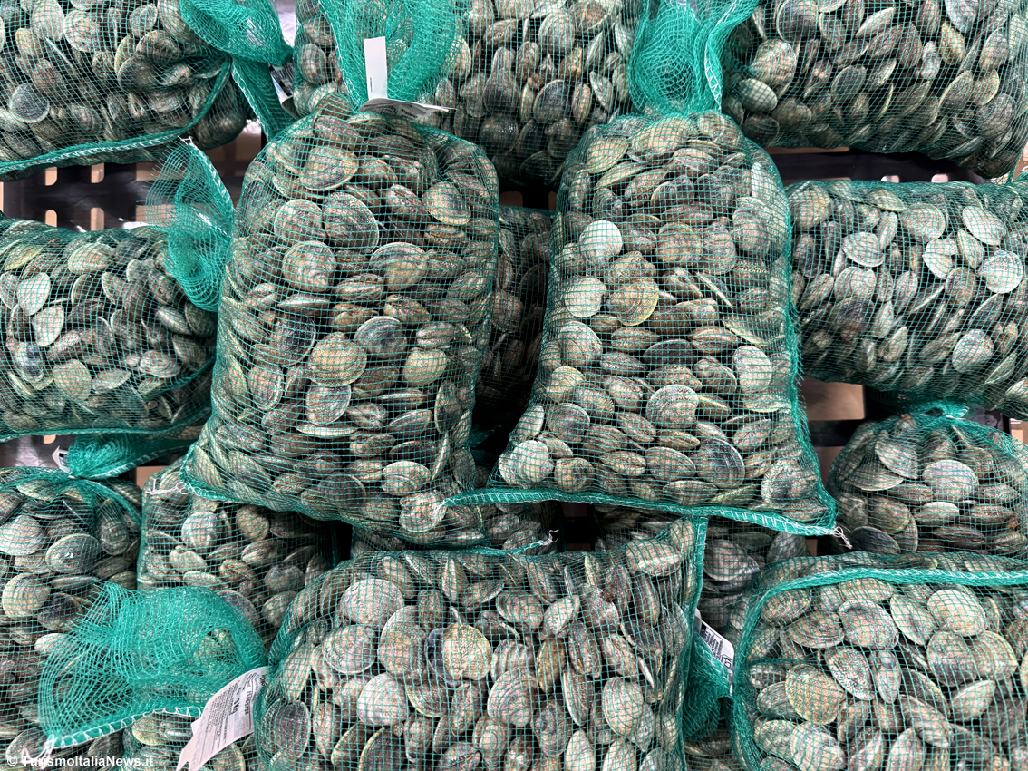 L’impero dei frutti di mare all’ombra del Conero: la svolta sostenibile di CoPeMo di Ancona, il mare sulle tavole