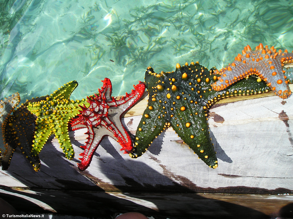 Bellissime ma vietatissime: le stelle marine dell’Oceano Indiano mostrate per pochi secondi da un pescatore di Zanzibar, per essere poi subito rimesse in mare