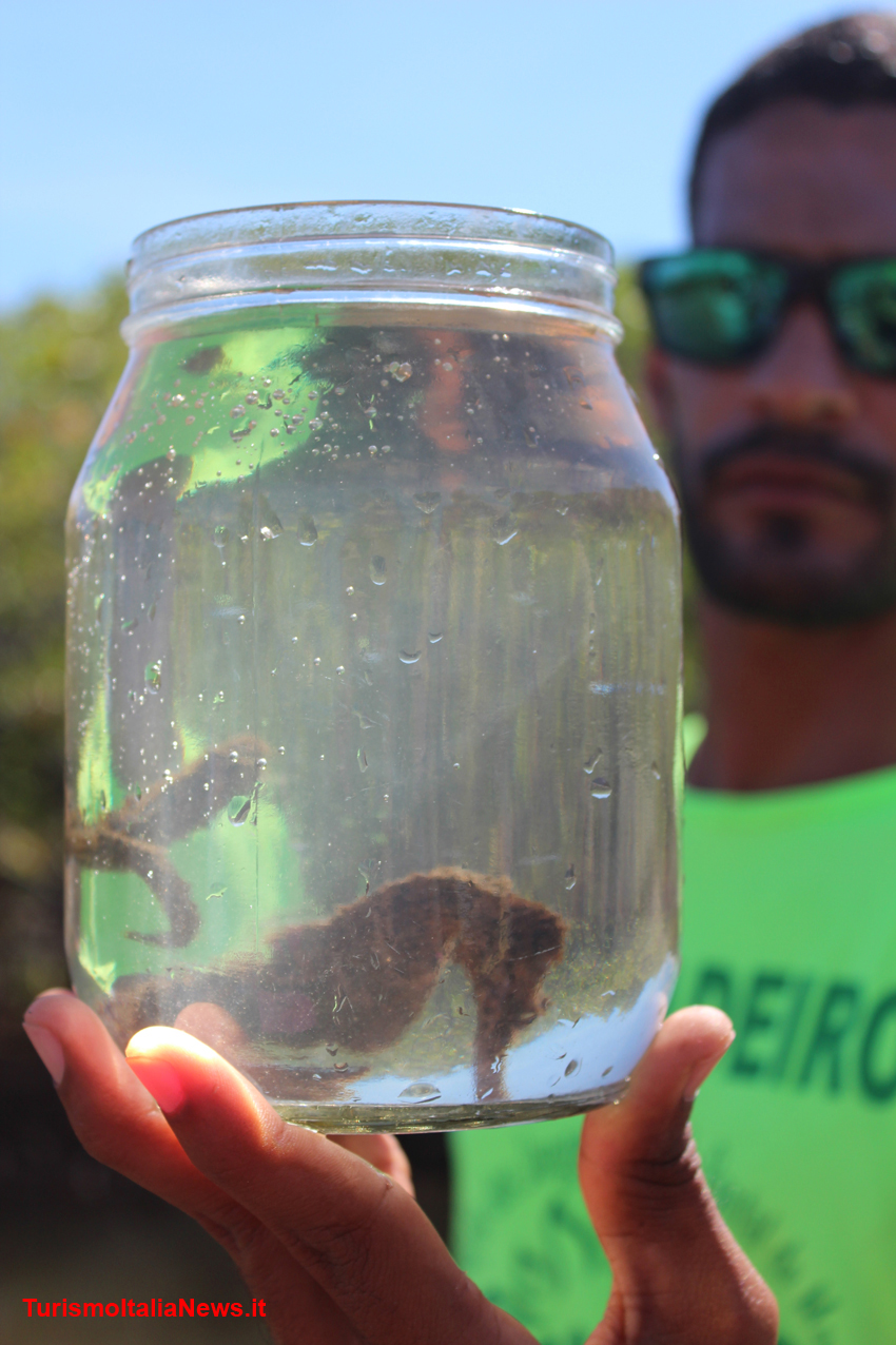 Alla scoperta dell’habitat perfetto dei cavallucci marini, che il jandaiero riesce di solito a trovare nell’acqua e a catturarli solo per qualche minuto con un barattolo di vetro, prima di restituirli al mare