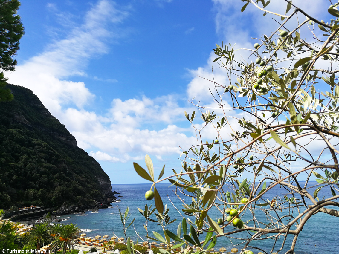 images/stories/campania/Olivi_Campania_01.jpg