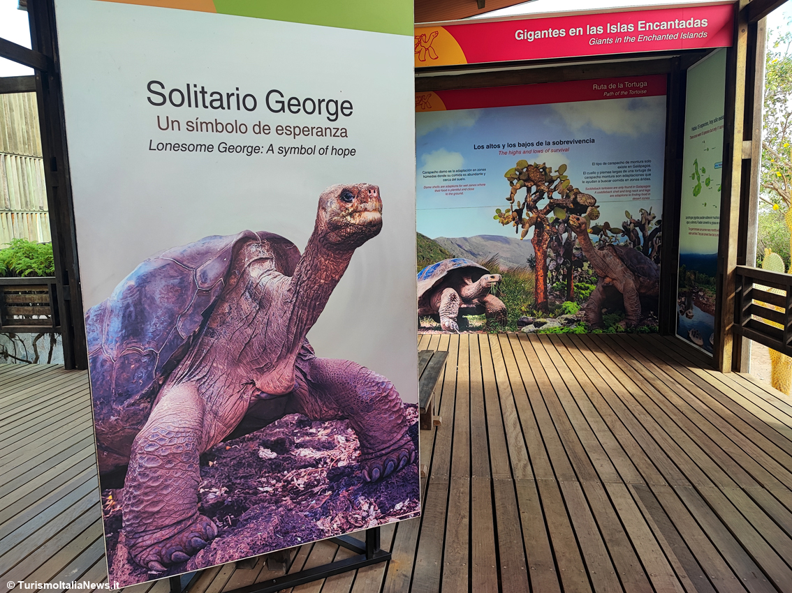 Charles Darwin Research Station: avventura nel regno delle tartarughe giganti, face-to-face con l’incredibile George il Solitario