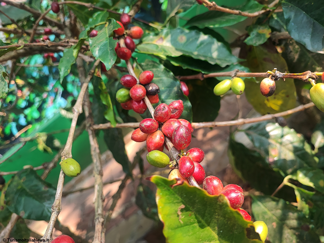 Il rito del caffè in El Salvador, viaggio nella Tenuta per scoprire i segreti della torrefazione della bevanda che fa tendenza