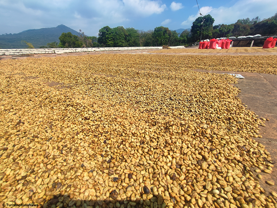 Il rito del caffè in El Salvador, viaggio nella Tenuta per scoprire i segreti della torrefazione della bevanda che fa tendenza