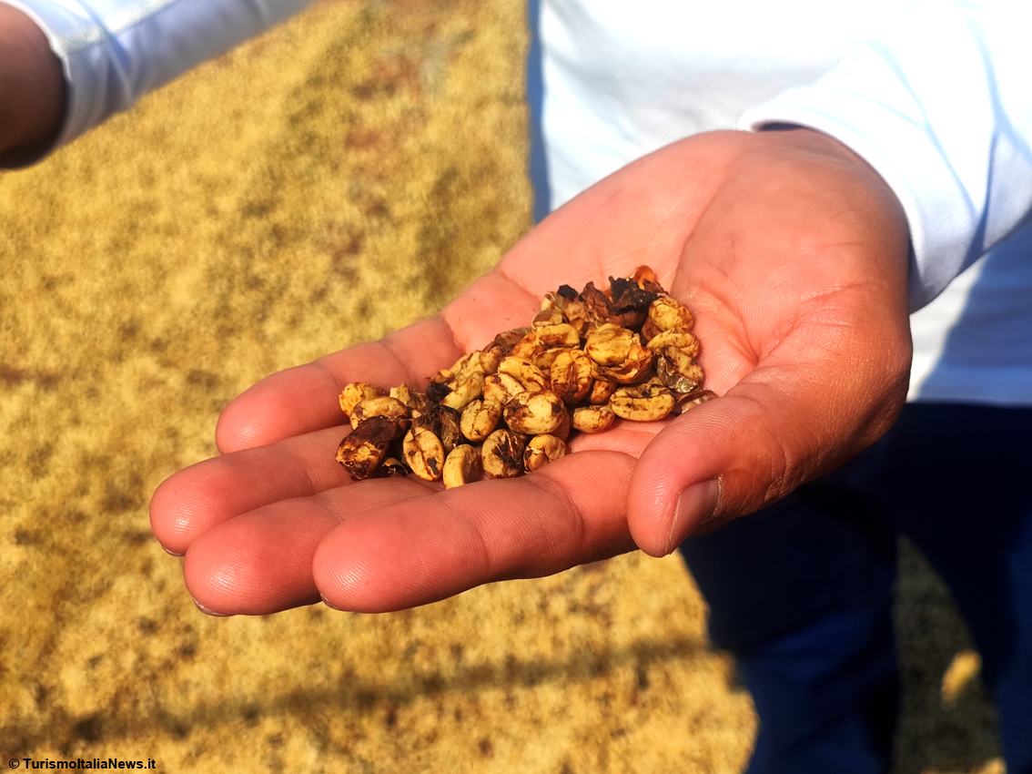 Il rito del caffè in El Salvador, viaggio nella Tenuta per scoprire i segreti della torrefazione della bevanda che fa tendenza