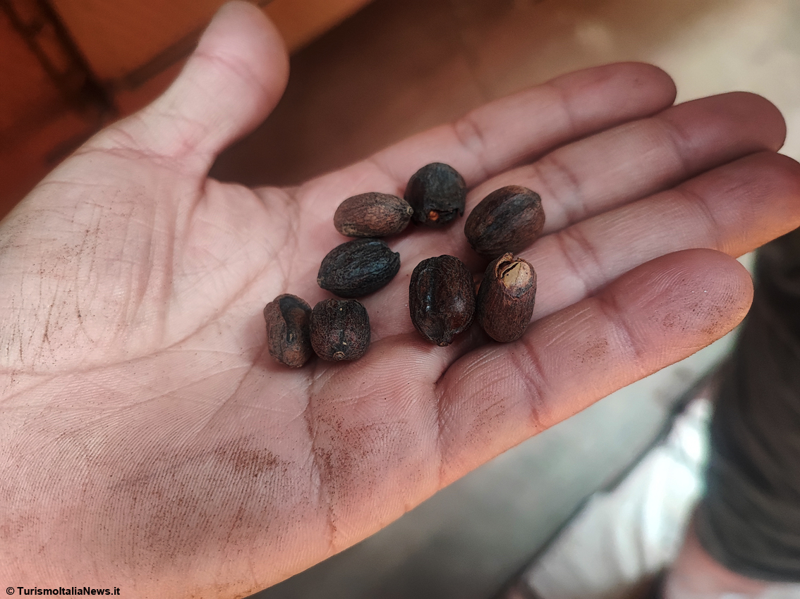 Il rito del caffè in El Salvador, viaggio nella Tenuta per scoprire i segreti della torrefazione della bevanda che fa tendenza
