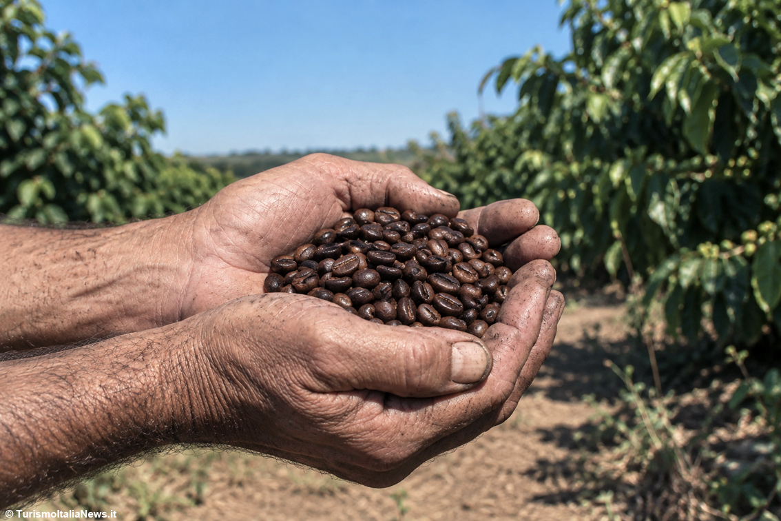 Panama serve il caffè al mondo: la grande capitale dell'aroma apre una nuova stagione internazionale
