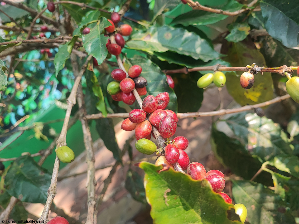 Panama serve il caffè al mondo: la grande capitale dell'aroma apre una nuova stagione internazionale