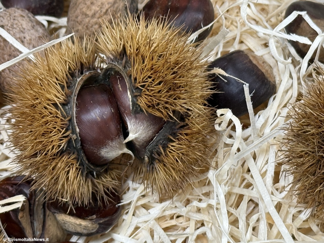 https://www.turismoitalianews.it/images/stories/enogastronomia/Castagne3.jpg
