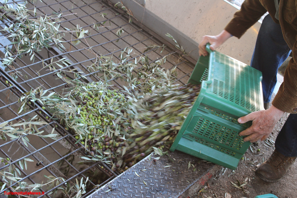 Per l’Olio Campania Igp debutta il Disciplinare: un legame forte ed antico tra il territorio, l'olivo e la coltura