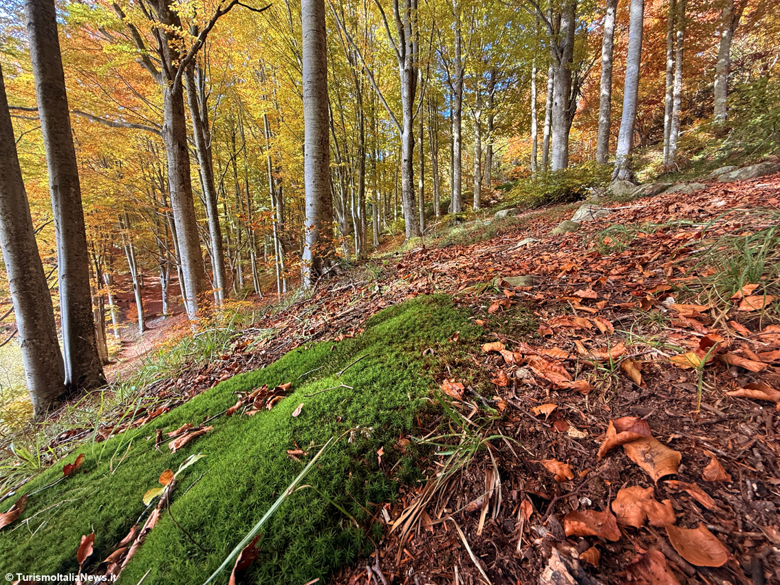 Estonia d’autunno, lo spettacolo del ruska: foreste d’oro e d’ambra, torbiere e antichi rituali del Nord