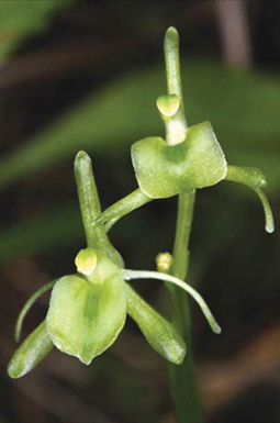Vajont, sul pendio della tragedia scoperta un’orchidea sconosciuta
