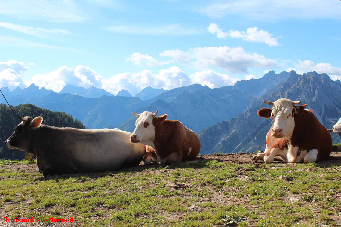 Forni di Sopra, Malga Varmost