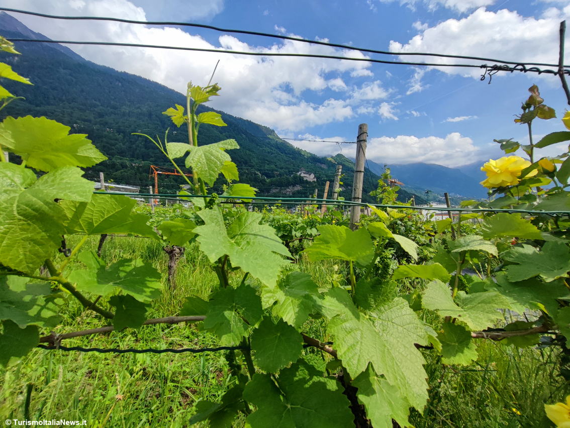 Momenti principeschi nella Cantina di Corte: a Vaduz, in Liechtenstein, la Hofkellerei del Principe è un viaggio in una tradizione antichissima