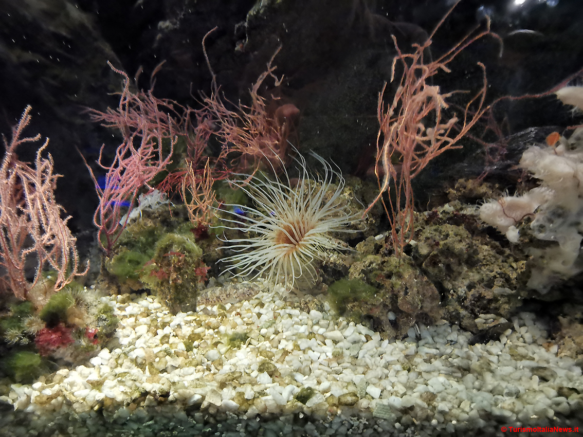 L'Acquario di Genova