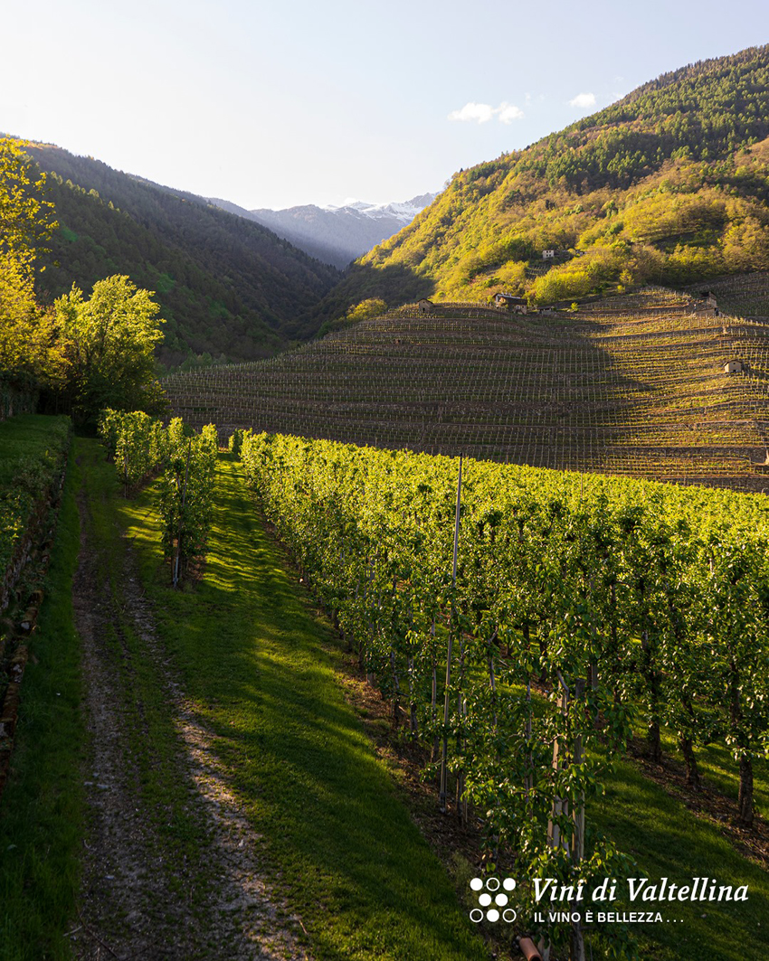 Tra i vigneti e le cantine della Valtellina per scoprire la magia della vendemmia