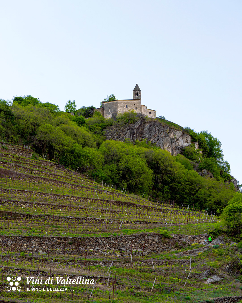 Tra i vigneti e le cantine della Valtellina per scoprire la magia della vendemmia