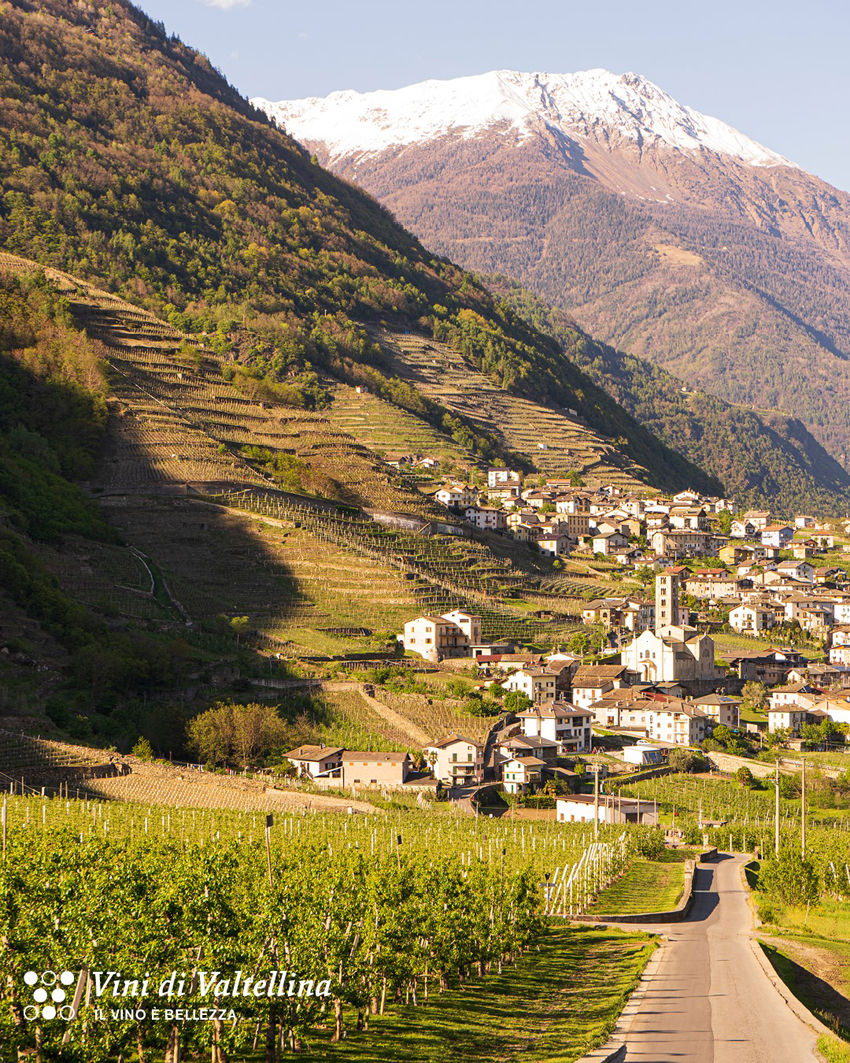 Tra i vigneti e le cantine della Valtellina per scoprire la magia della vendemmia