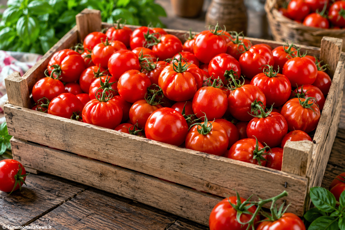 I pomodori di Morciano