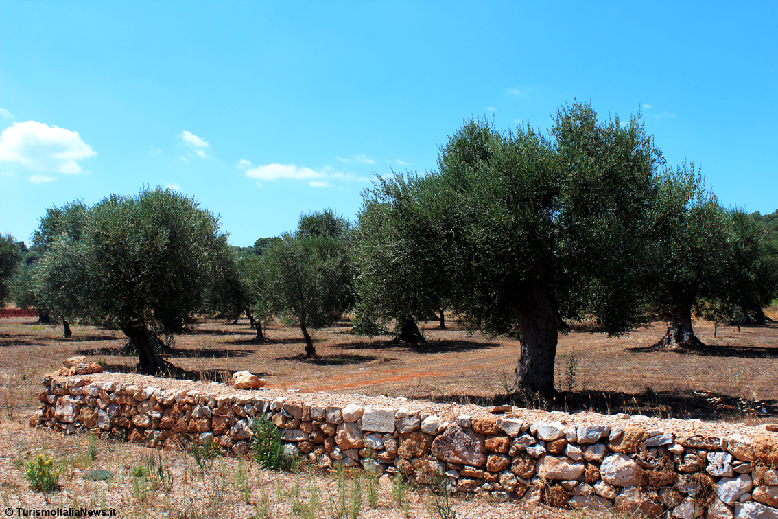 images/stories/puglia/Ulivi_Puglia_01.jpg