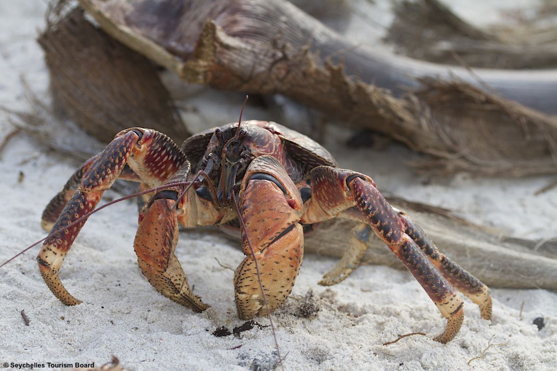 L'atollo di corallo emerso più grande al mondo: ecco Aldabra (Seychelles), uno dei luoghi più suggestivi al mondo
