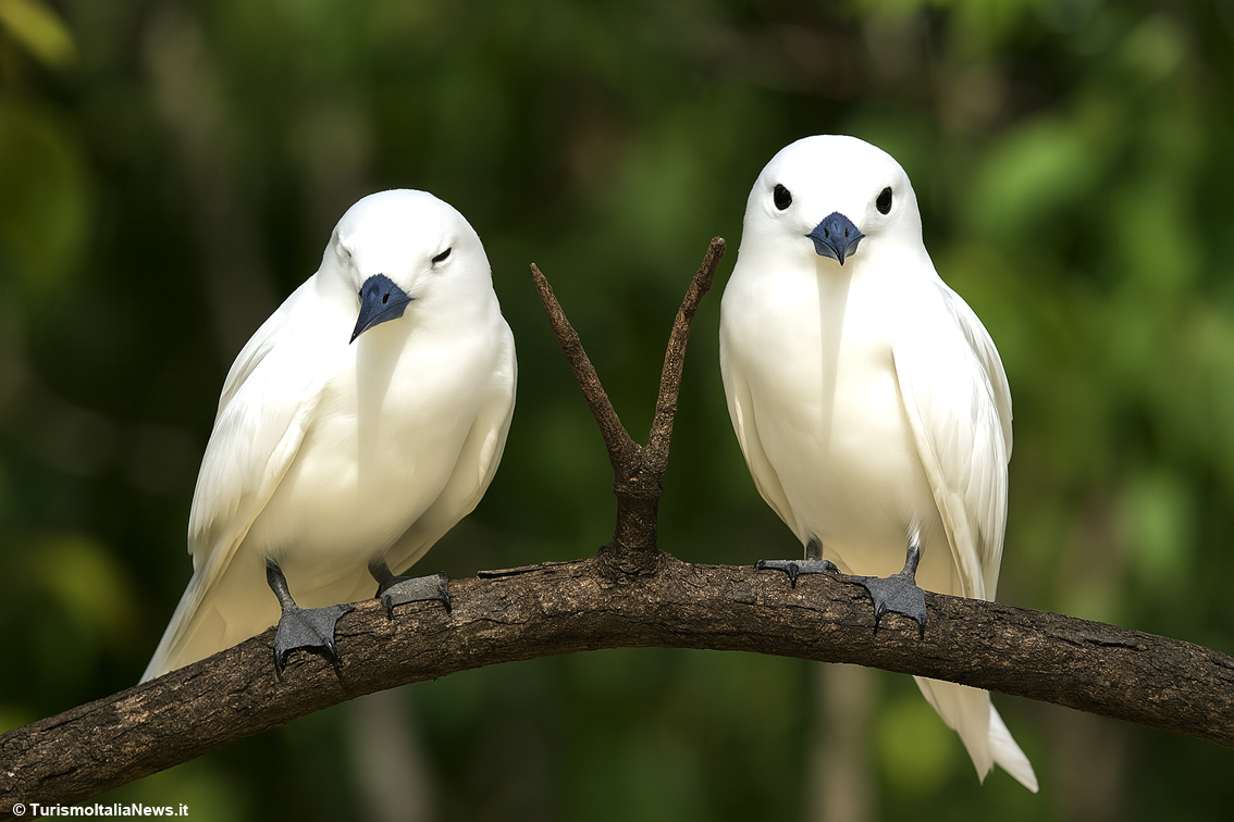 images/stories/seychelles/Seychelles_Fauna_01.jpg