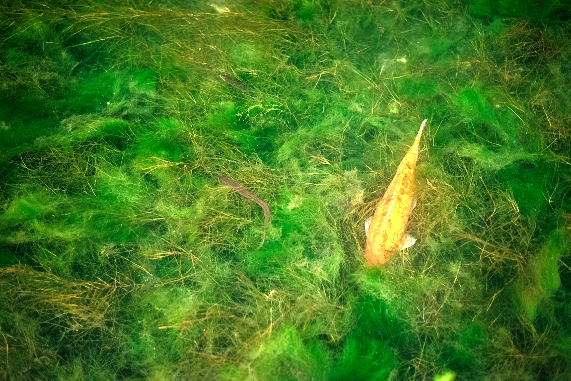 Siracusa, la Fonte Aretusa torna a farsi scoprire: lo specchio di acqua dolce popolato da papiri nilotici e animali acquatici