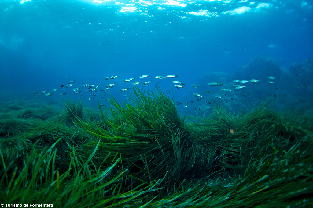 Alla scoperta delle Isole Baleari: nel cuore del Mediterraneo una biodiversità unica tra parchi, spiagge e riserve naturali