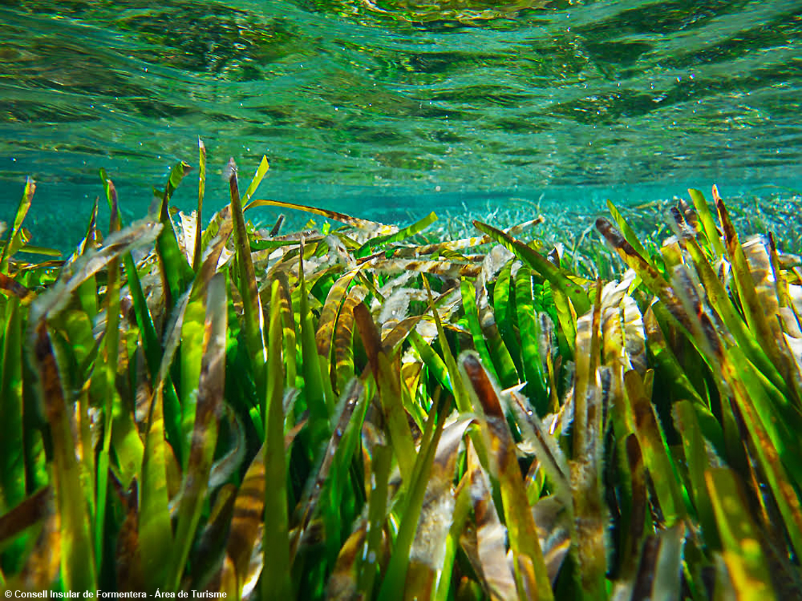 Neverending summer a Formentera: fine estate alla scoperta dei sentieri verdi, Posidonia e tanti sport acquatici