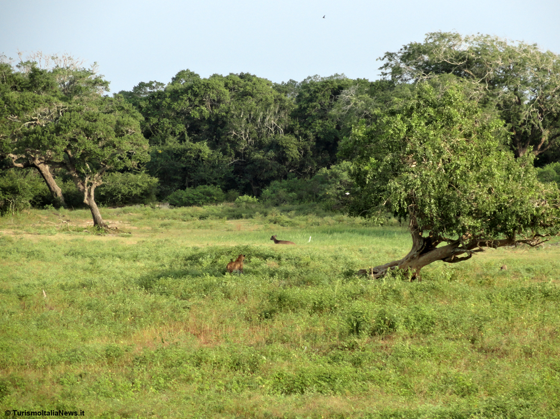 Sri Lanka, la vita selvaggia dello Yala National Park racconta storie che si perdono nella notte dei tempi