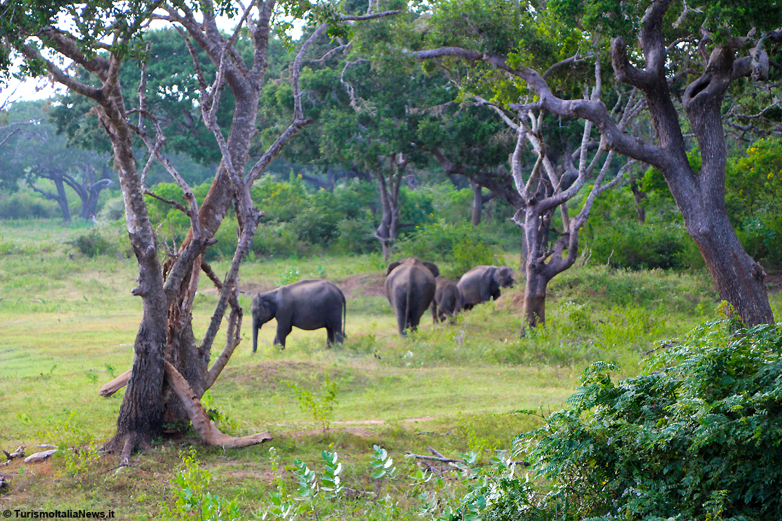 Sri Lanka, la vita selvaggia dello Yala National Park racconta storie che si perdono nella notte dei tempi