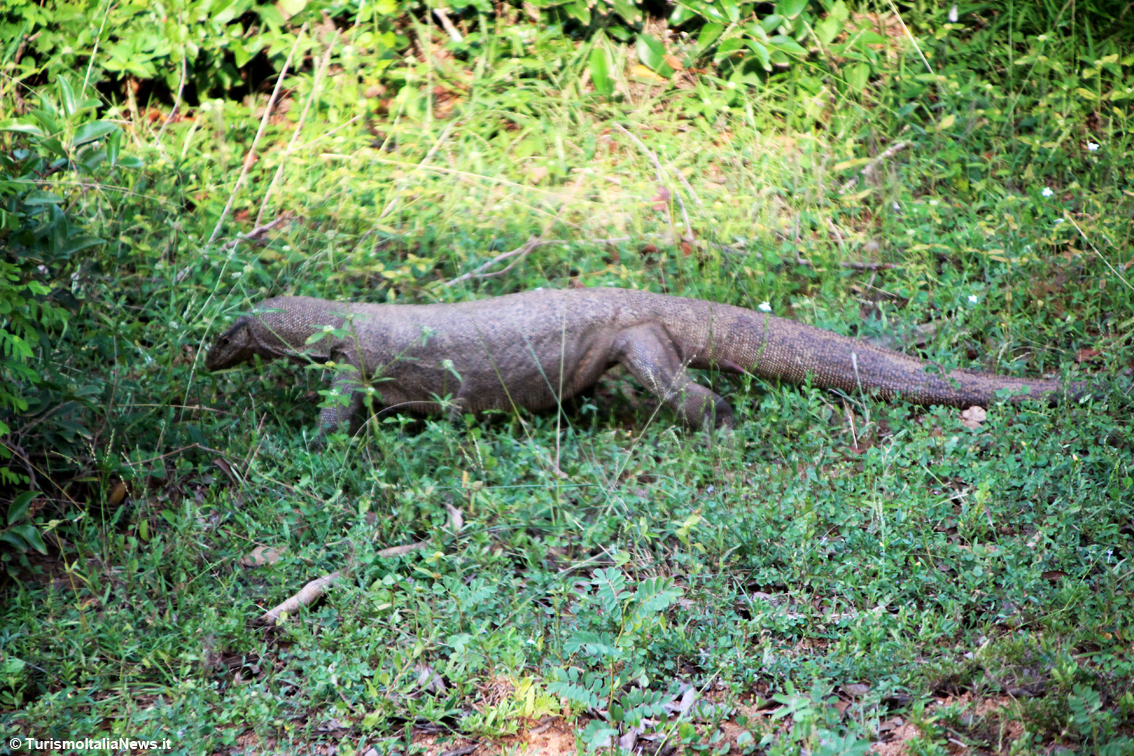 Sri Lanka, la vita selvaggia dello Yala National Park racconta storie che si perdono nella notte dei tempi