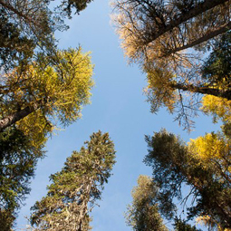 Compie cento anni il Parco Nazionale Svizzero, il più antico delle Alpi e dell’Europa centrale