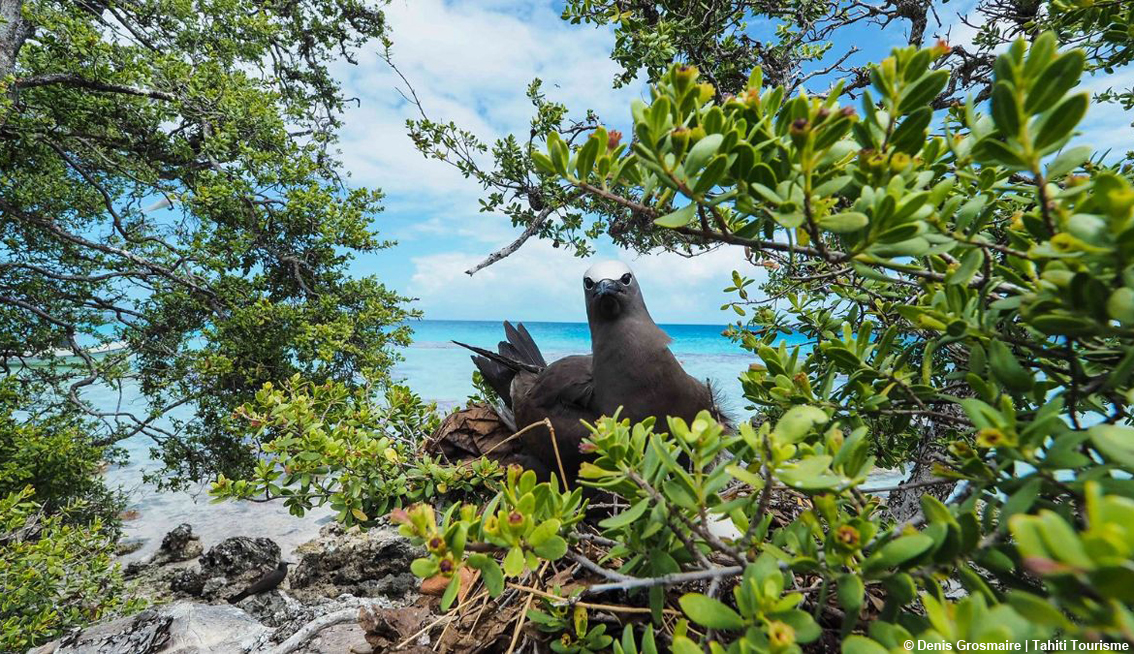 images/stories/tahiti/Tikehau_Tahiti_01.jpg