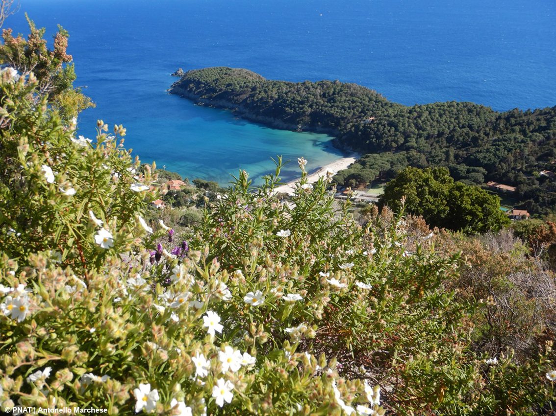 Isola d'Elba: sei appuntamenti lungo il cammino costiero elbano nei profumi della macchia mediterranea