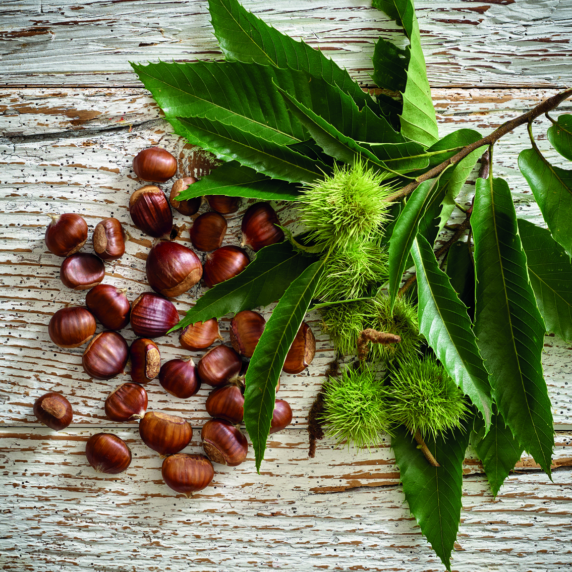 Farina di castagne (foto Trentino Marketing - C. Baroni)
