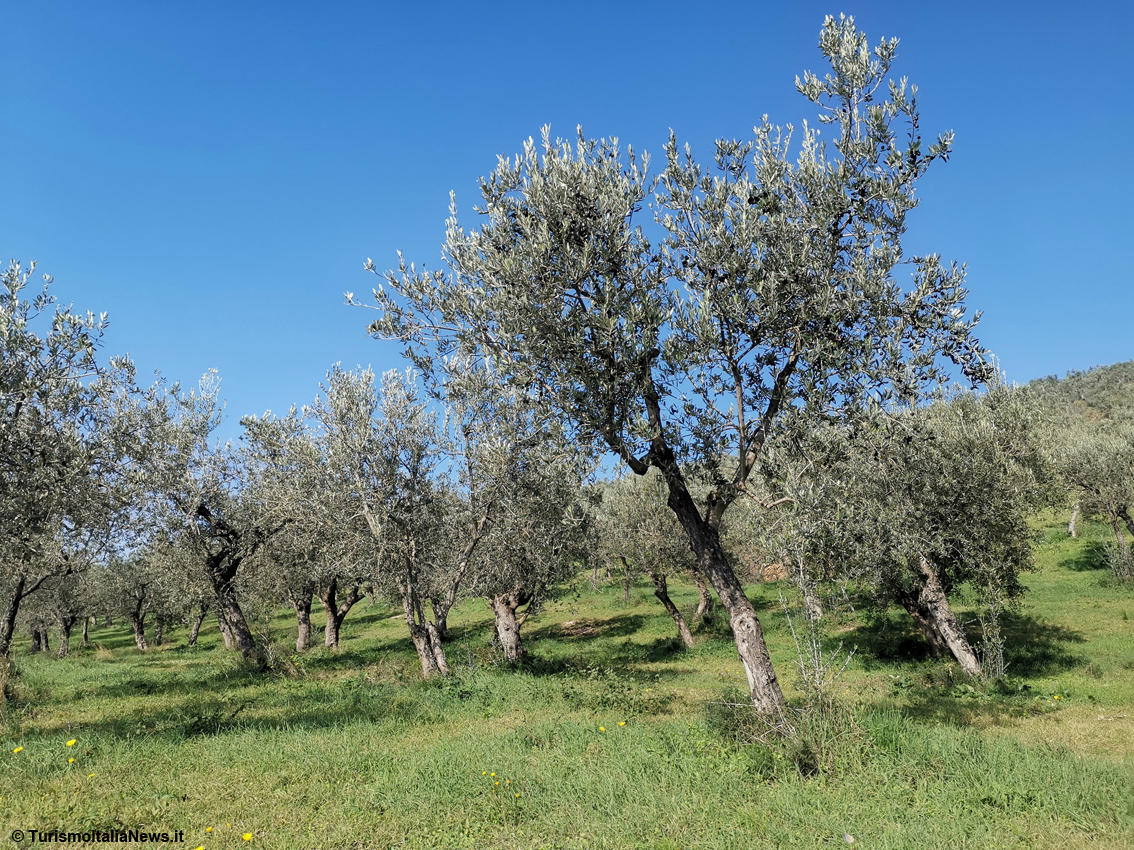 La Fao riconosce la Fascia olivata Assisi-Spoleto nuovo sito del Sistema di Patrimonio agricolo di rilevanza mondiale