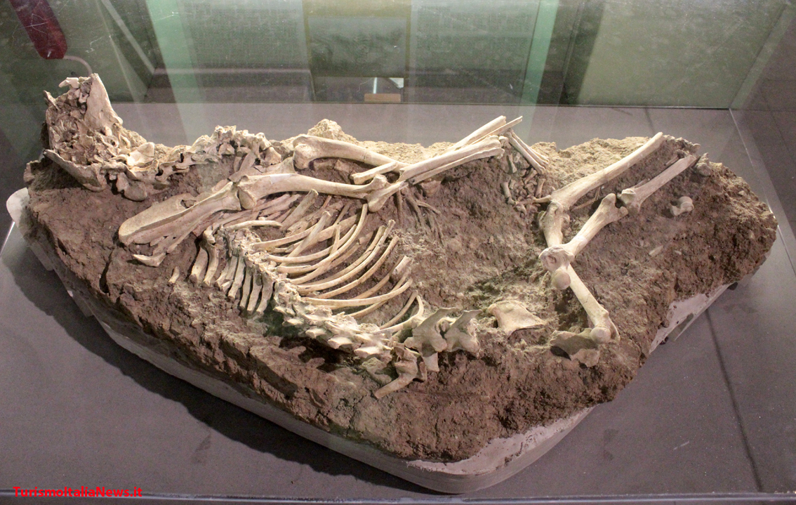 images/stories/umbria_Amelia/MuseoArcheologicoCane2.jpg