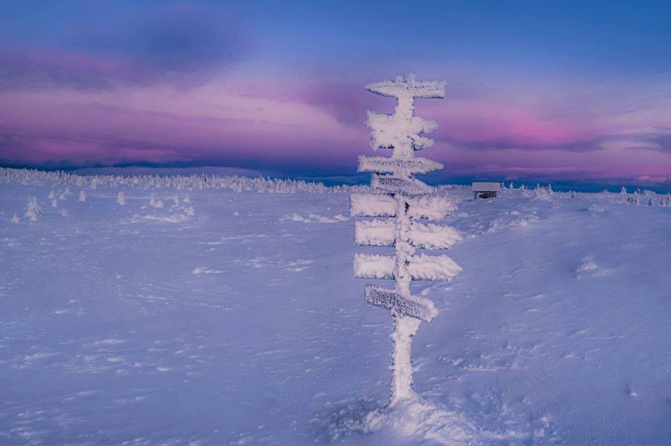 Where winter crows go. Where winter crows go