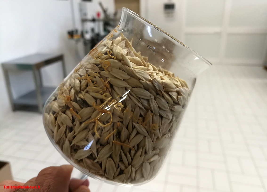 Beer+Food Pairings per il turista della birra: piatti del luogo e una giornata da mastro birraio esperienza cult
