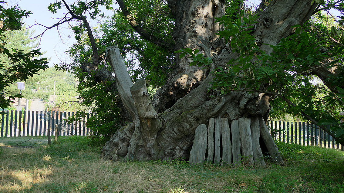 Il Castagno dei 100 cavalli (foto Salce)