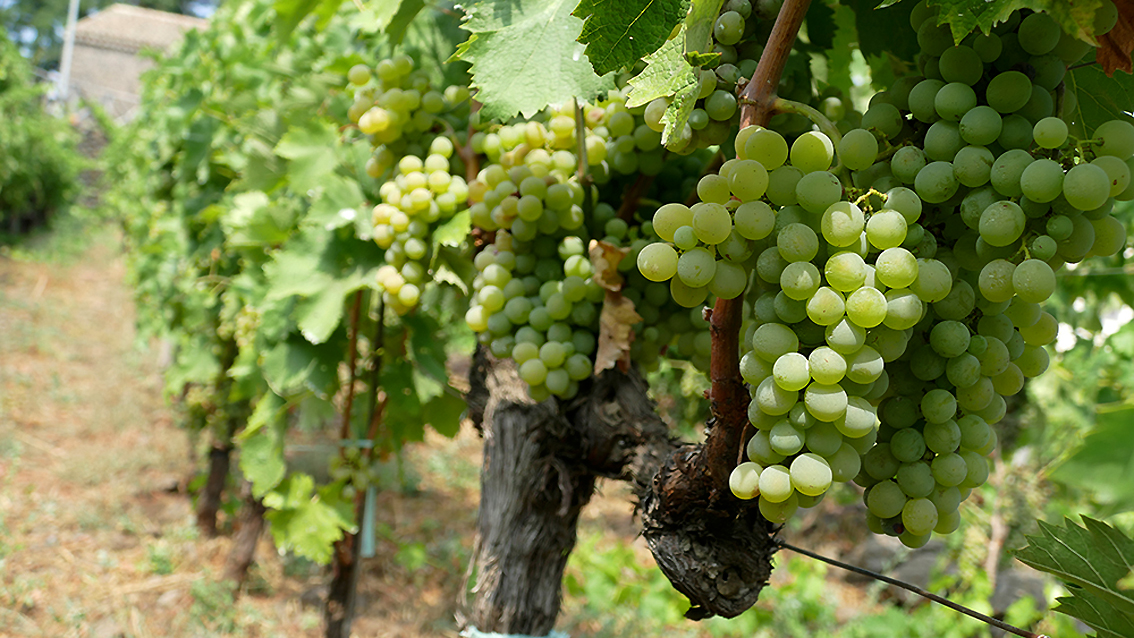 L'Uva Carricante (foto Salce)