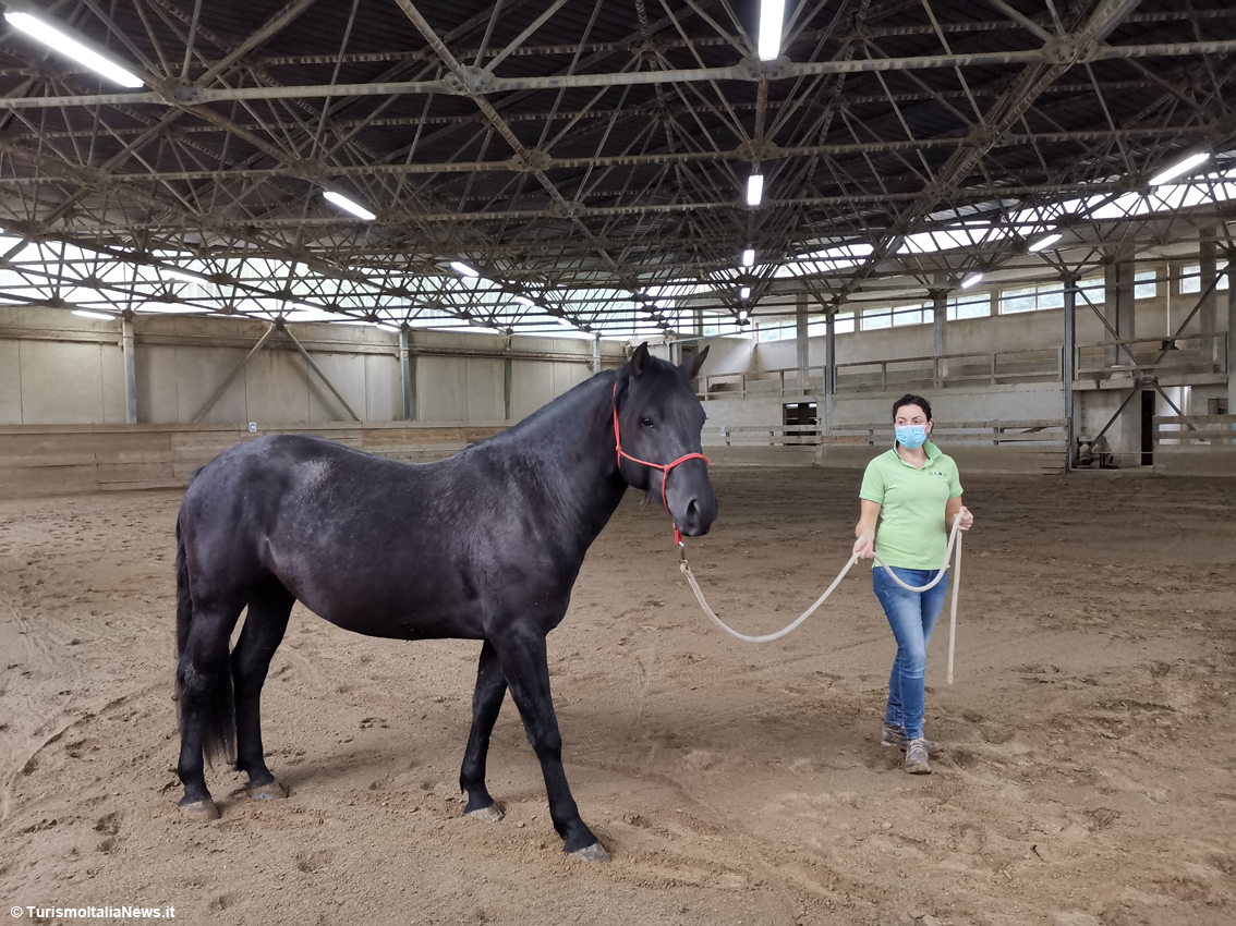 Ippoturismo sull’Appennino: il cavallo del Catria sfugge all’estinzione e diventa eccellenza di Cantiano col network Alte Marche