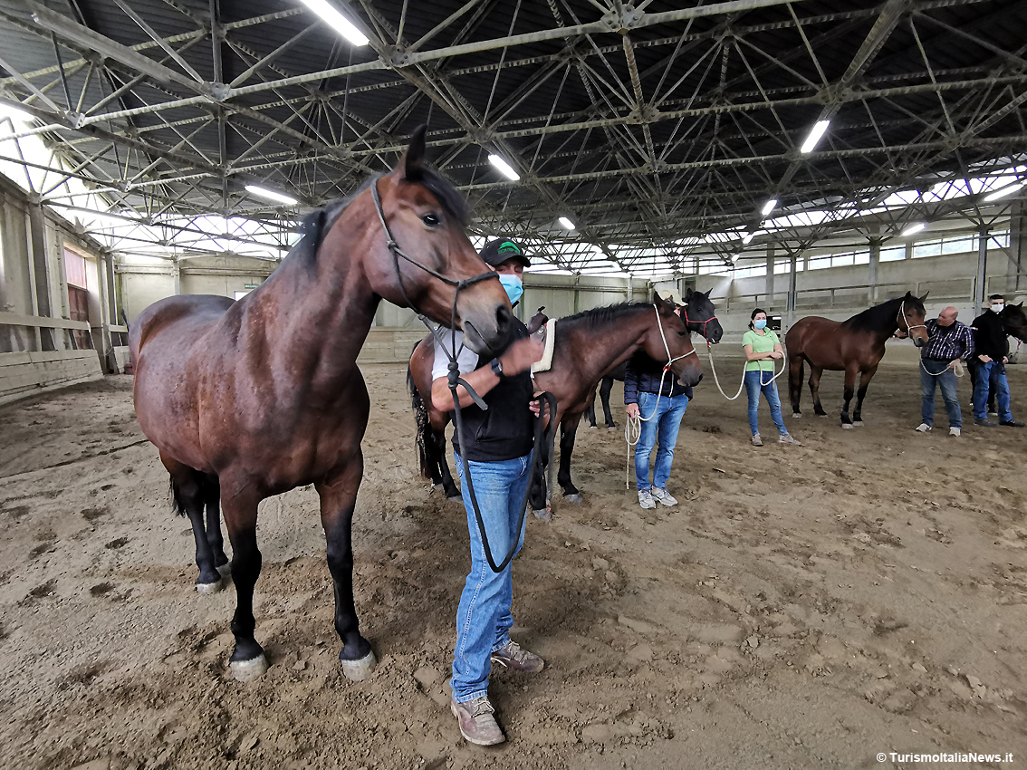 Ippoturismo sull’Appennino: il cavallo del Catria sfugge all’estinzione e diventa eccellenza di Cantiano col network Alte Marche