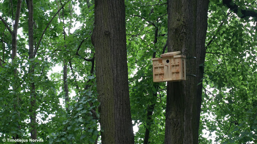 I nidi di Timotiejus Norvila - Morfai