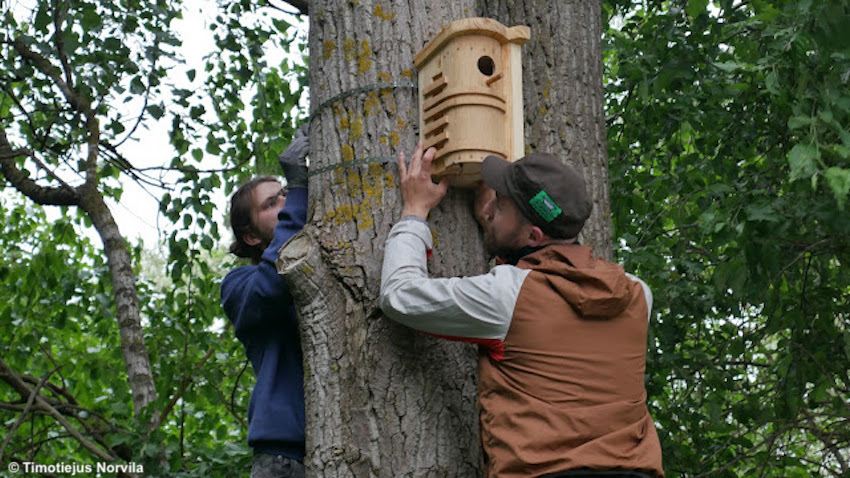 I nidi di Timotiejus Norvila - Morfai