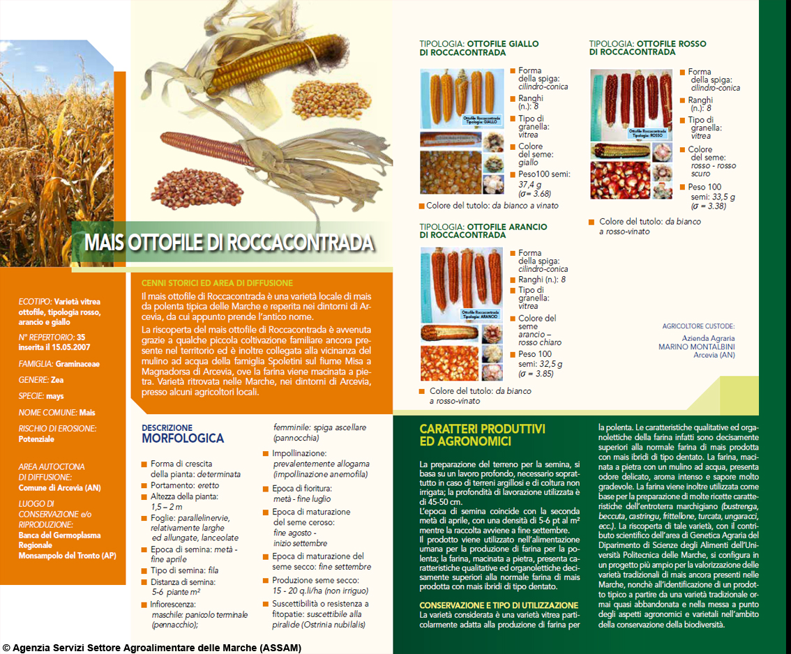 Col Mays ottofile di Roccacontrada il gusto della polenta ci guadagna: ad Arcevia (Alte Marche) l'esperienza di una coltura ritrovata